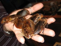 image of cockroach