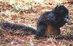 image of fox_squirrel