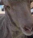 image of animal