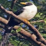 image of bird
