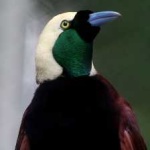 image of bird