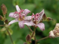image of flower