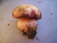 image of bolete