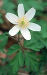 image of flower
