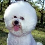 image of animal