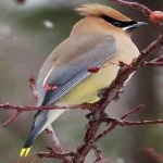 image of bird