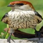 image of bird