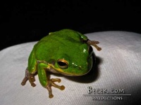 image of tree_frog #30