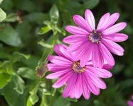 image of flower