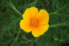 image of flower