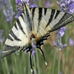 image of animal