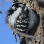image of bird