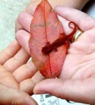 image of eft