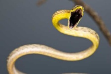 image of vine_snake