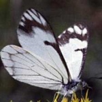 image of animal