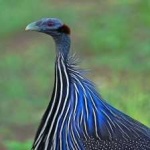 image of bird