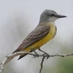 image of couchs_kingbird #14