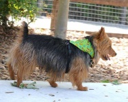 image of australian_terrier #3