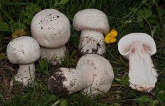 image of mushrooms