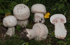 image of agaricus #3