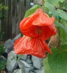 image of flower