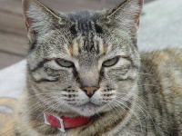 image of tabby