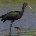 image of bird