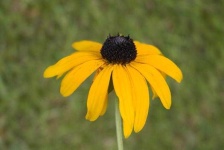 image of flower