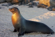 image of animal