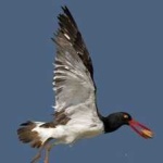image of bird