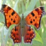 image of animal