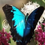 image of animal