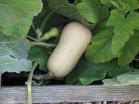 image of butternut_squash #2