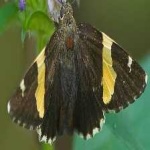 image of banded_butterfly #185