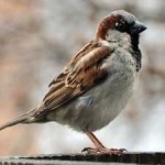 image of bird
