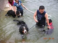 image of bernese_mountain_dog #4