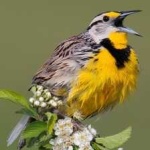 image of eastern_meadowlark #14