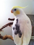 image of cockatiel