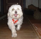 image of maltese_dog