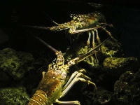 image of spiny_lobster