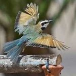 image of white_throated_bee_eater #27