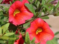 image of flower