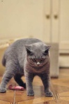 image of british_shorthair #27