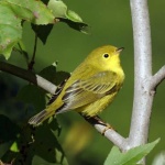 image of warbler