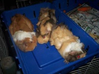 image of guinea_pig
