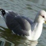 image of bird