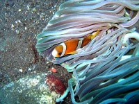 image of anemone_fish