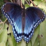 image of animal