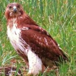 image of red_tailed_hawk