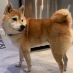 image of animal